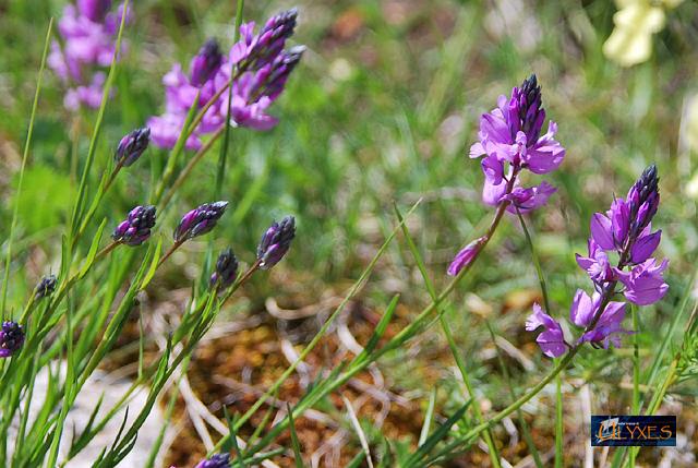 polygala nicaeensis risso.JPG